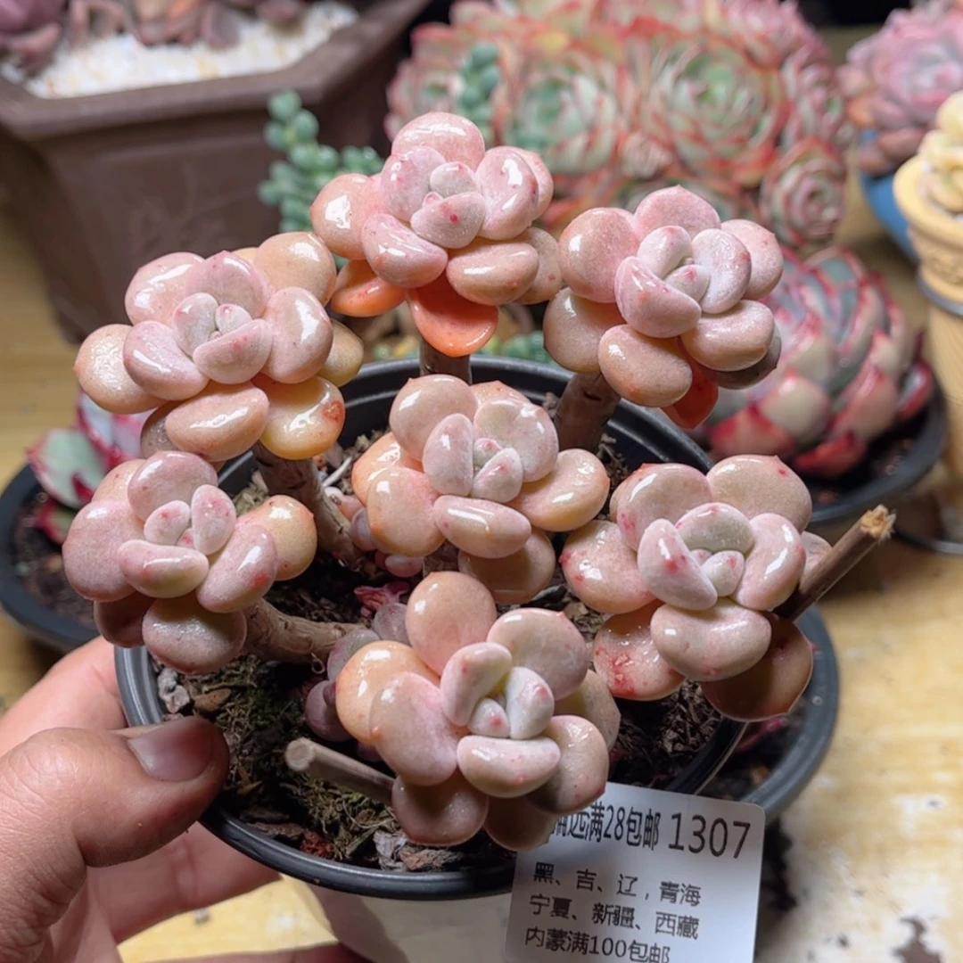 【闪购商品】1307花斑鹿