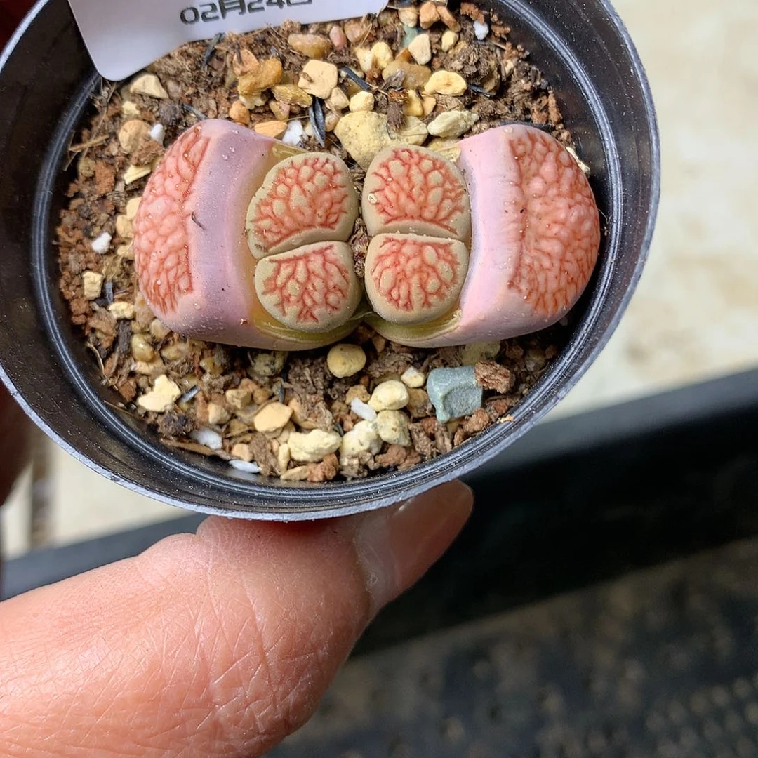 Y29多肉植物保护