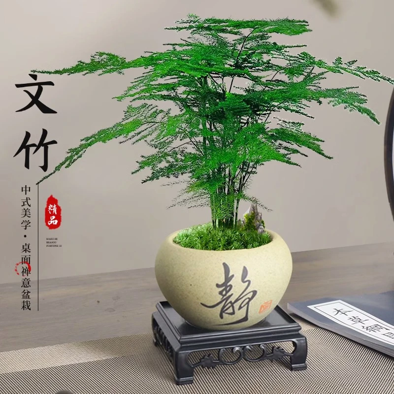 文竹盆栽室内绿植物办公室桌面小盆栽客厅四季常青花卉好养活云竹