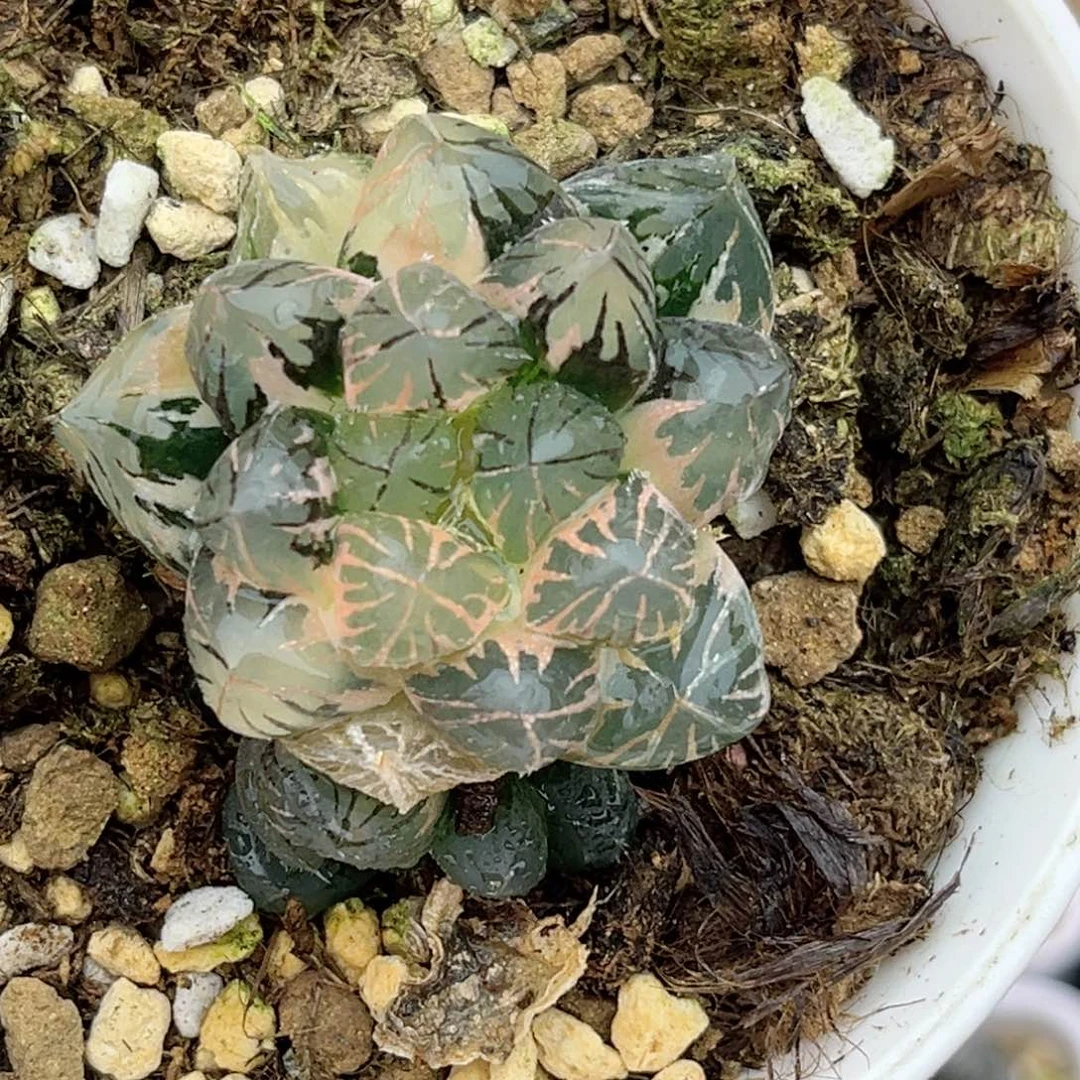 三***46龙爪玉露锦福利专场