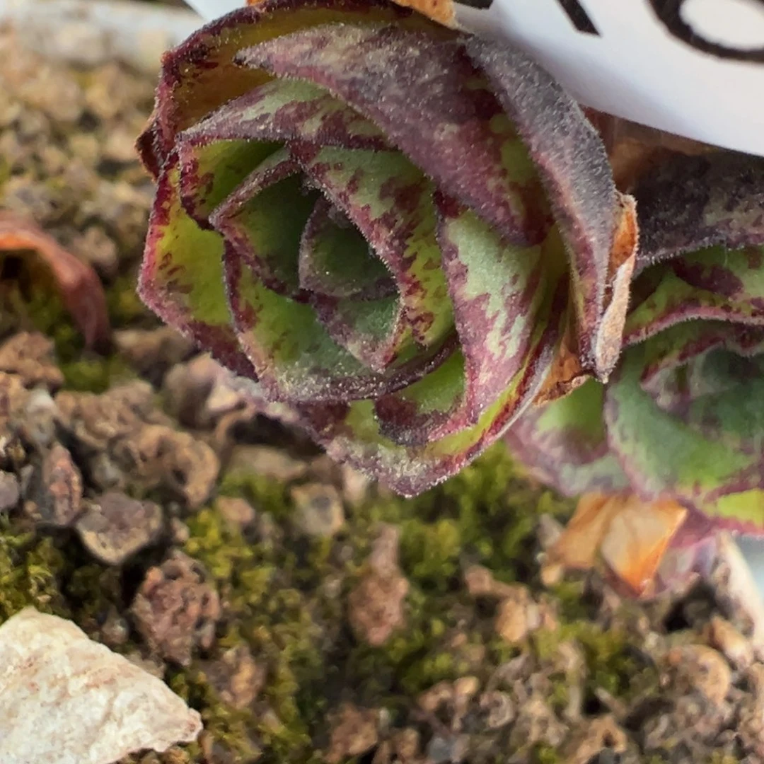 陈陈818凤龙神兽侧芽。