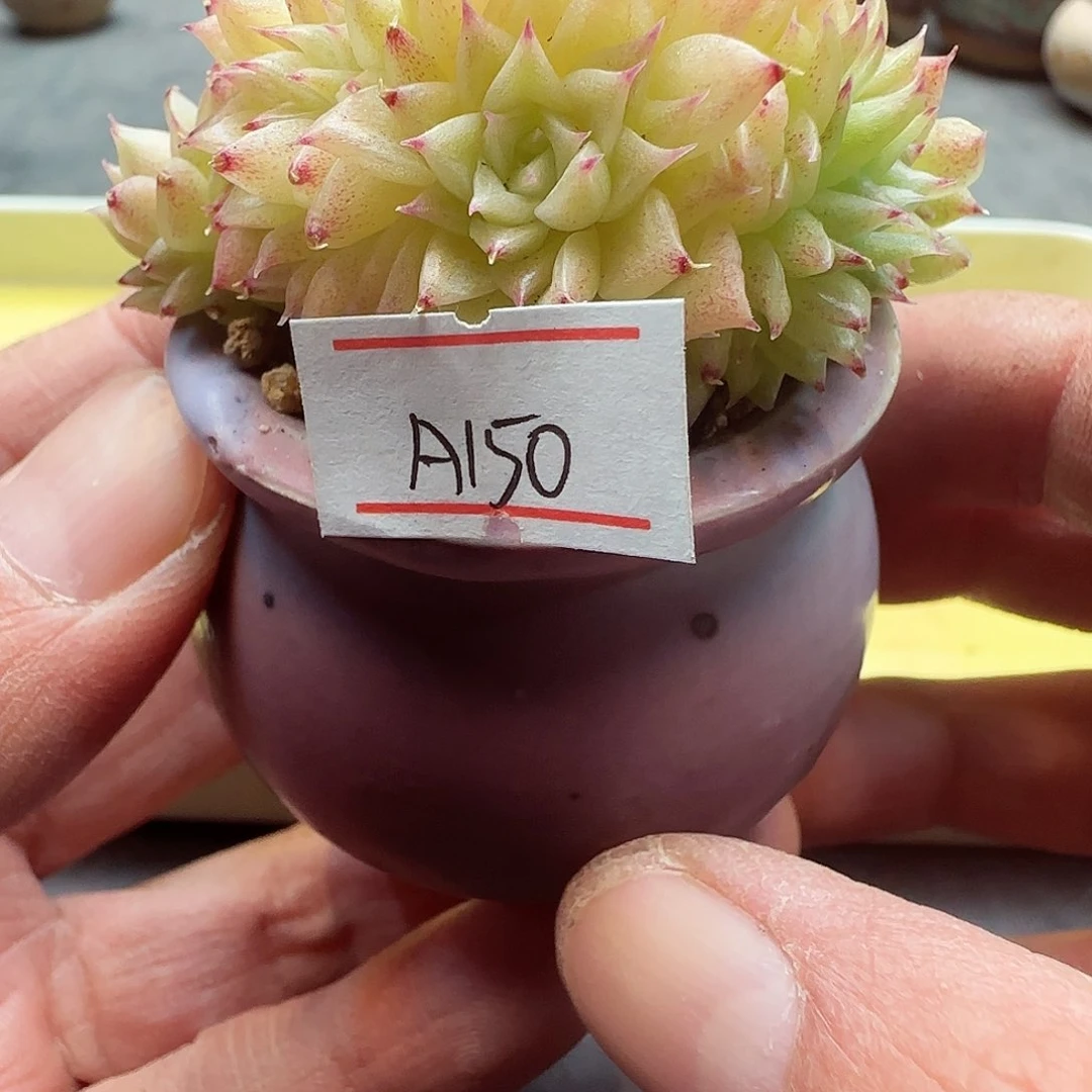 小暖萌友会福利A150
