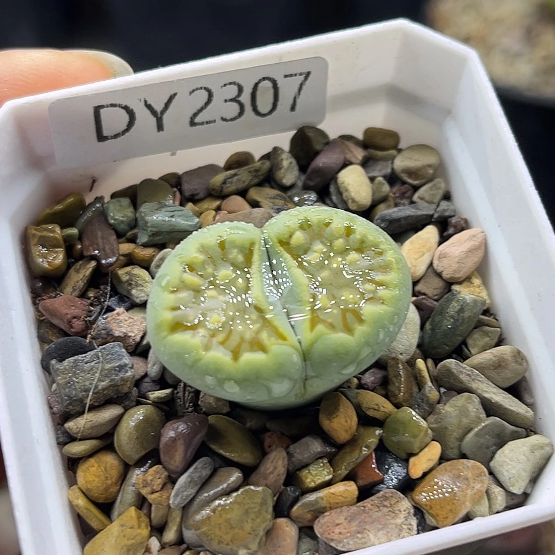 一物一拍绿菊特价2307