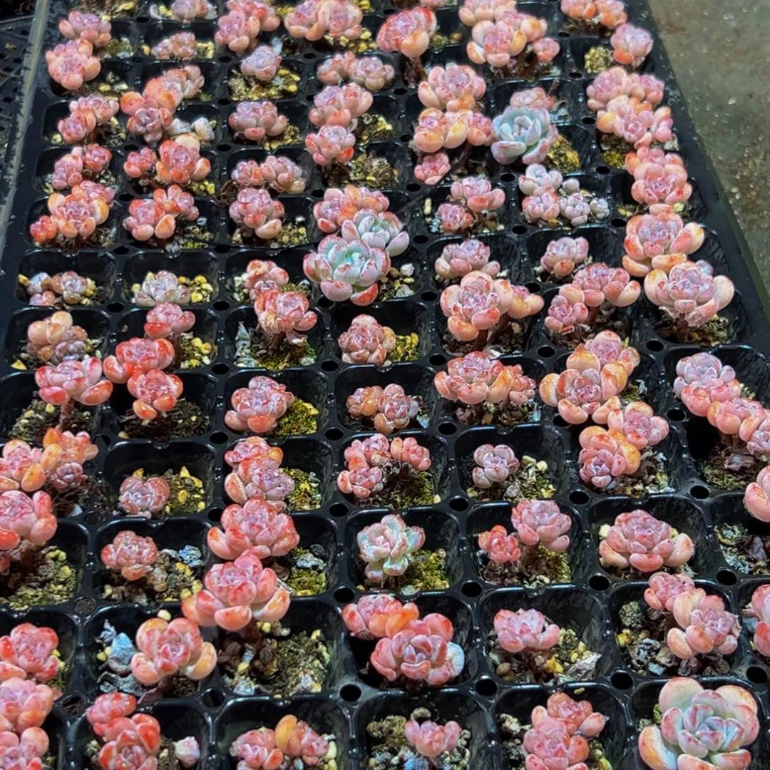 105多肉的小龙虾和一个