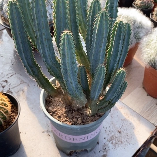 *****一个泰龙木仙人柱