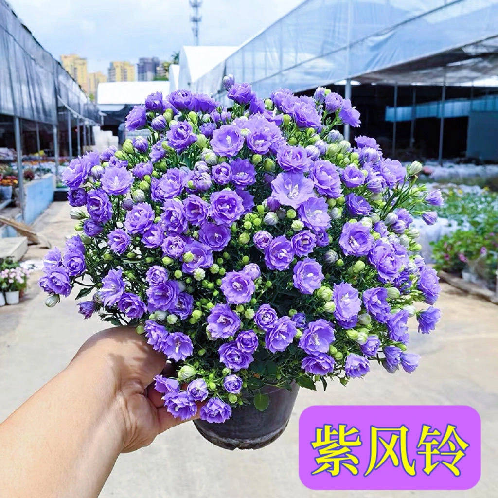 意大利精工重瓣紫风铃盆栽带花苞易养活室内阳台四季开花灌木花卉