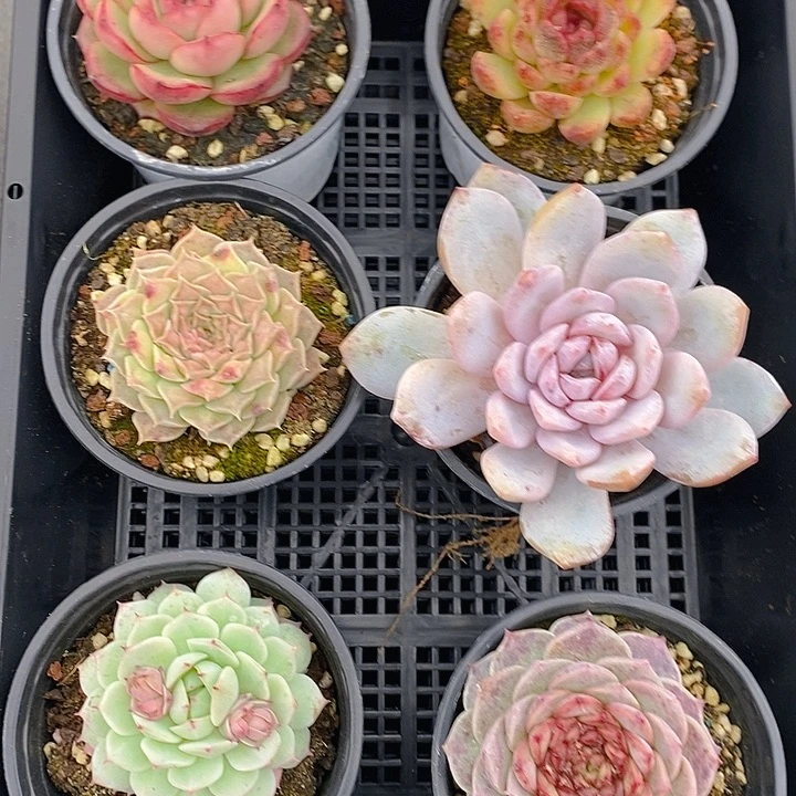 5 多肉植物盆栽花卉植物