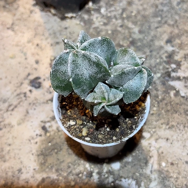 无花朵三头鸾凤玉一物一拍