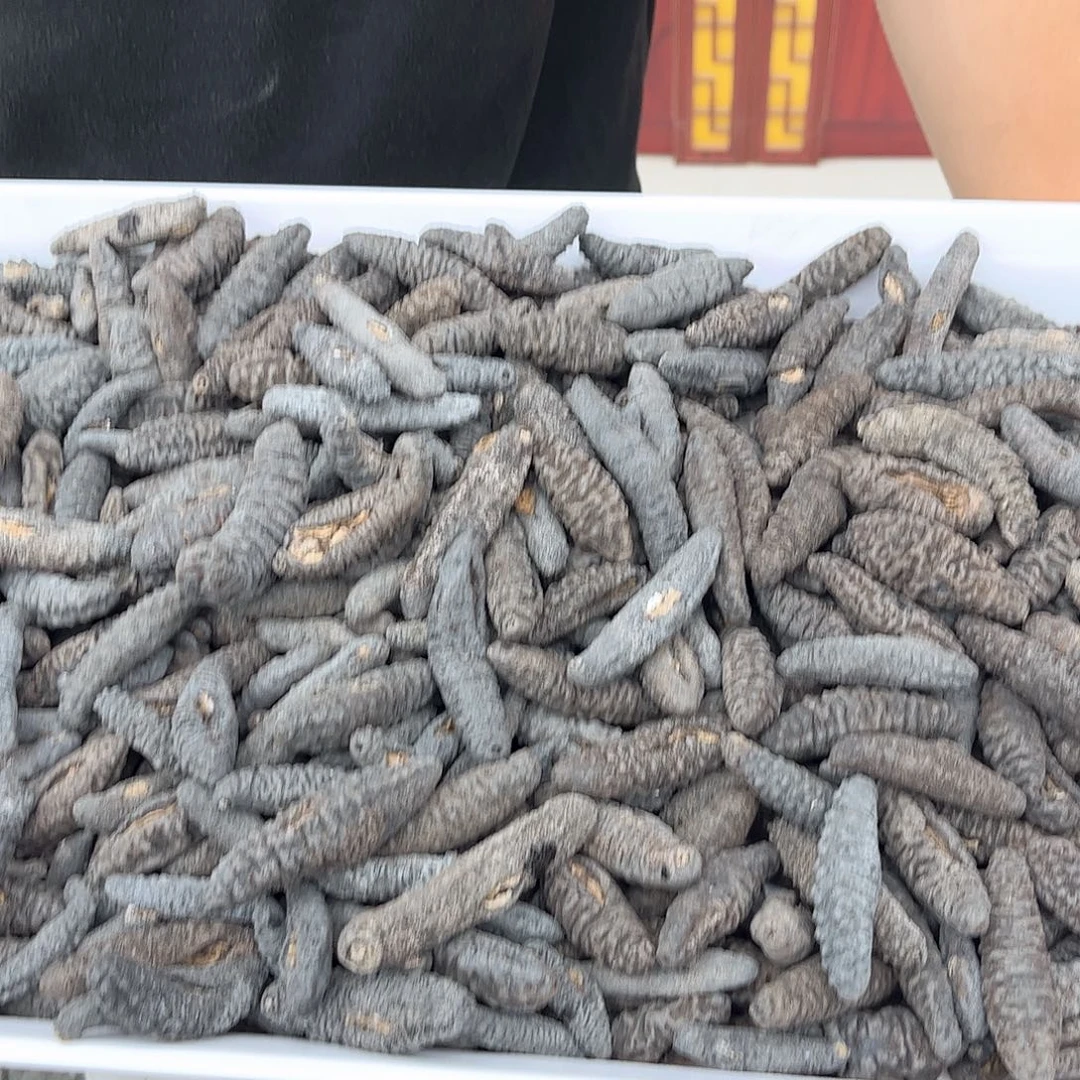 中国大陆地中海米刺大小不挑