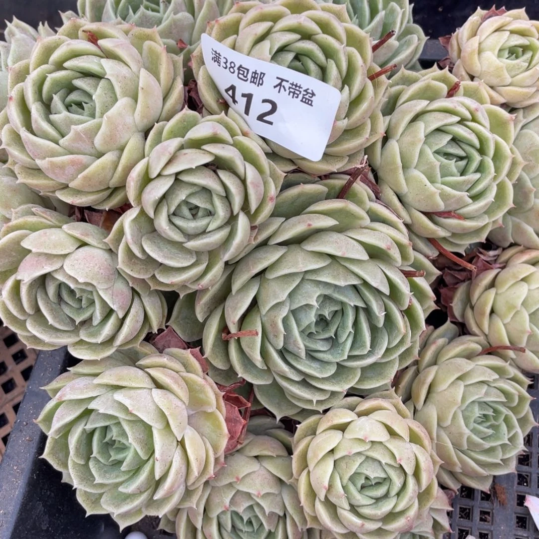 412昂斯诺群生多肉植物老桩