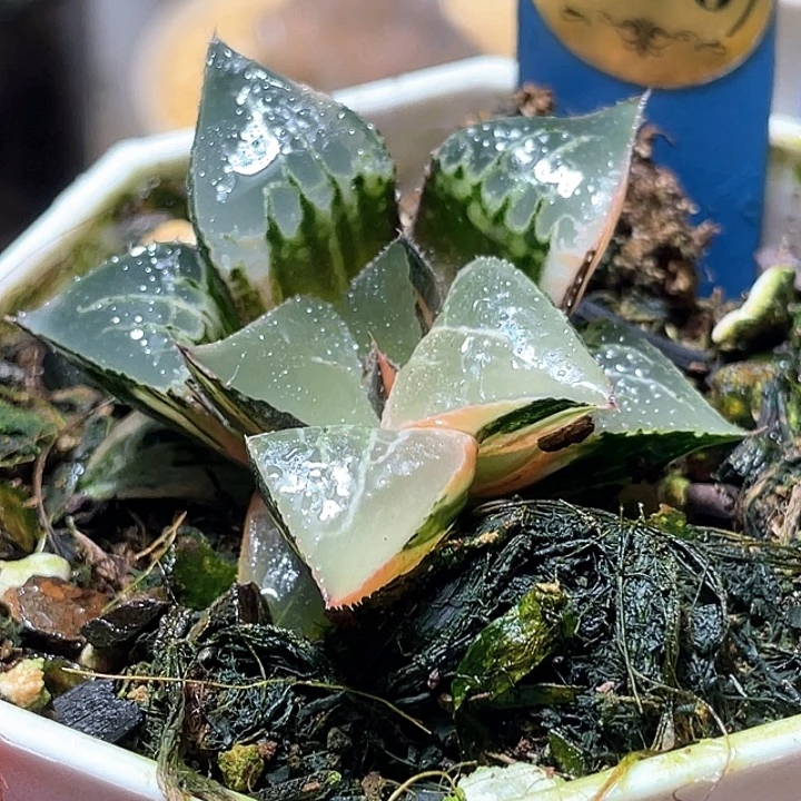 586酒吞锦特选福利