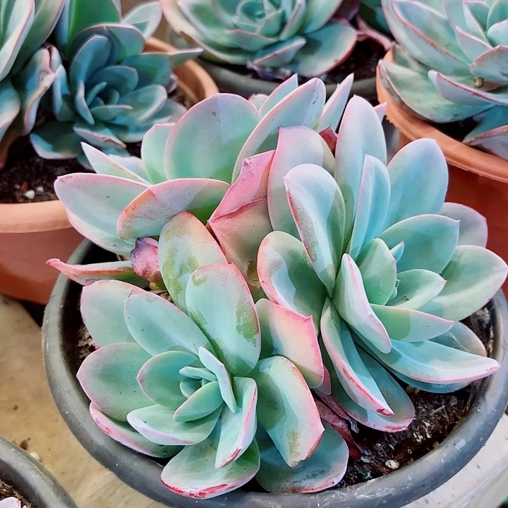 布鲁蓝三头起发多肉