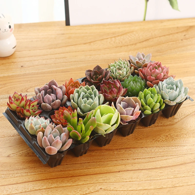 【主播补贴】多肉12件套带穴盘不重复豪华套餐基地直发 多肉组合