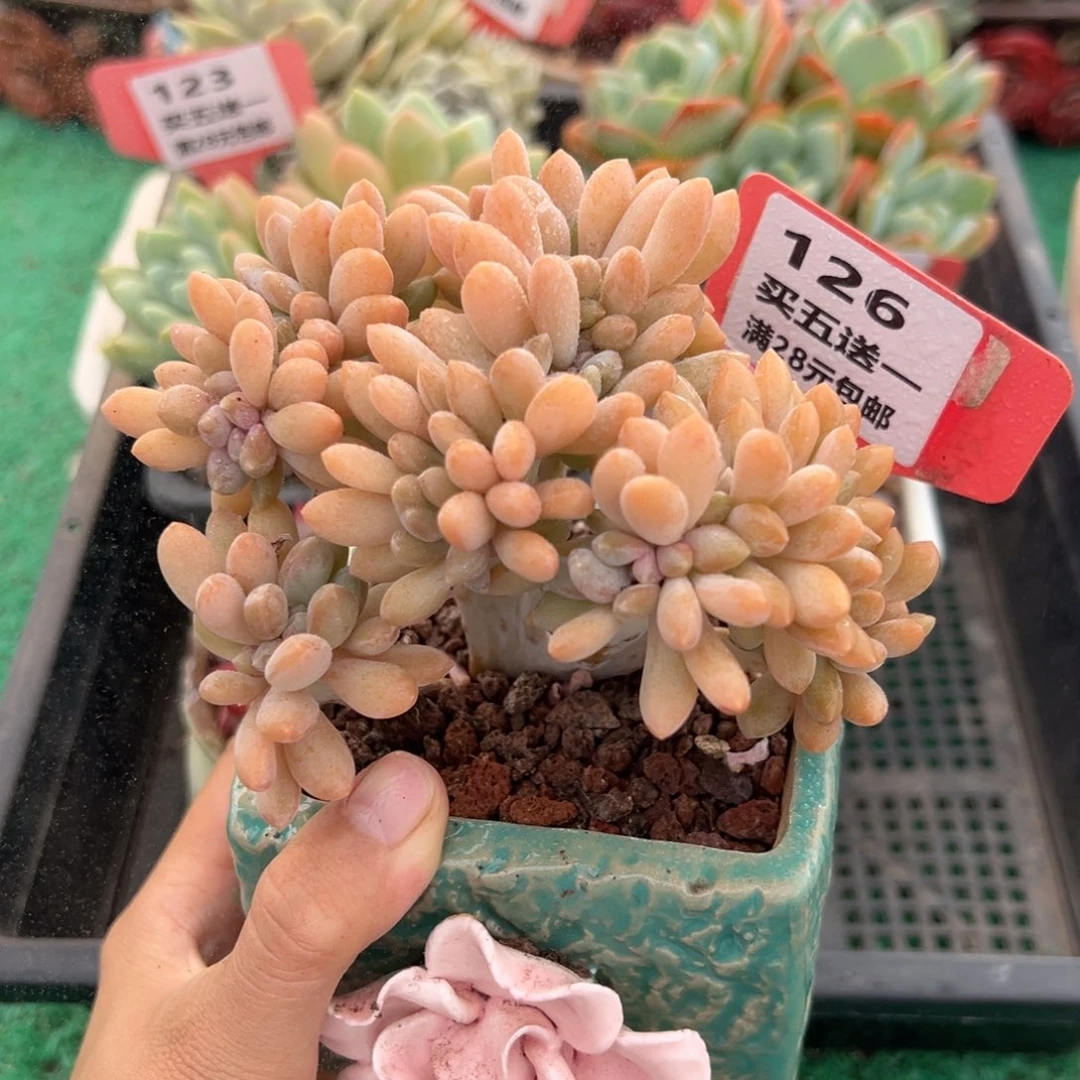 表妹精品多肉植物126.