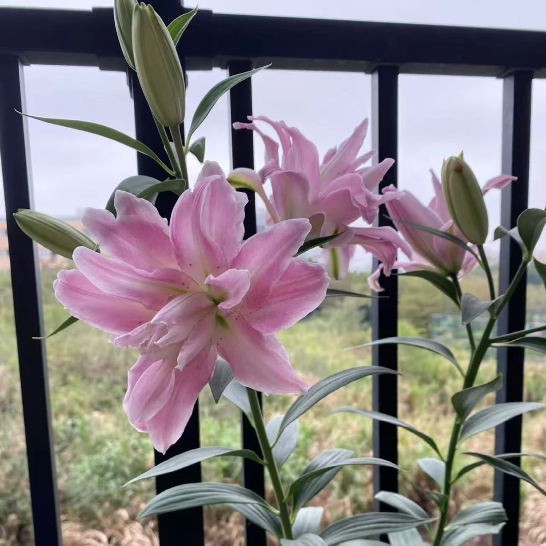 1颗魔法公主重瓣百合种球荷兰进口