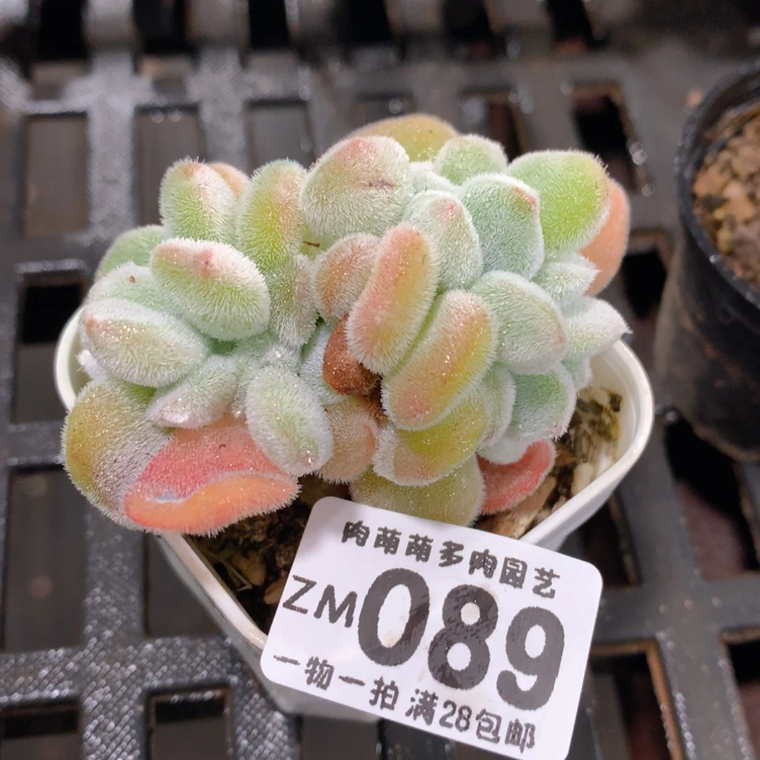 肉萌萌拇指盆精控多肉ZM089