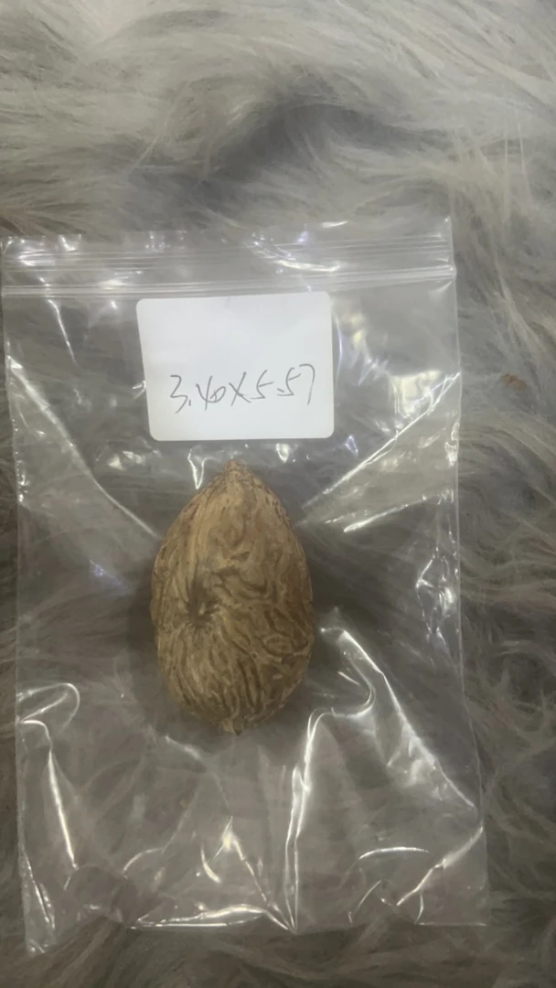 天然菩提果手把、收藏