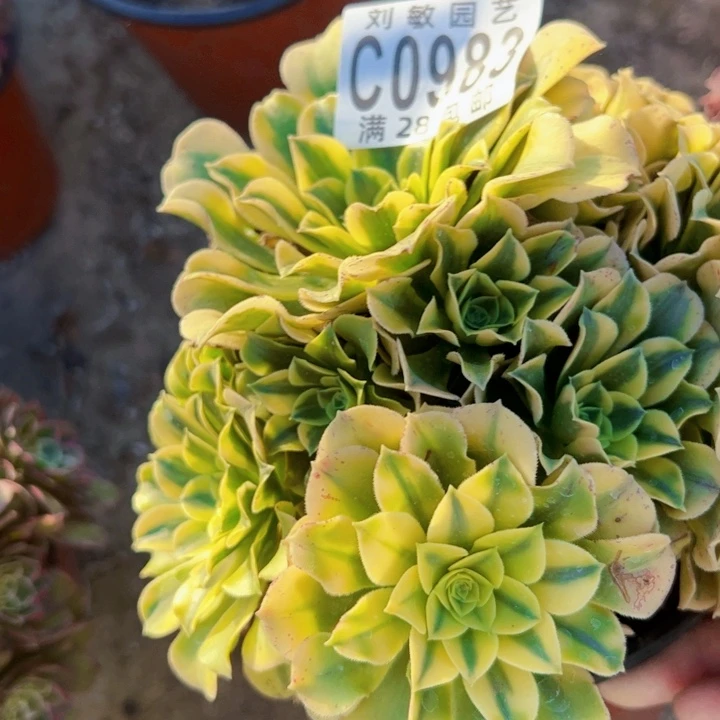 绿豆沙多肉植物法师0983