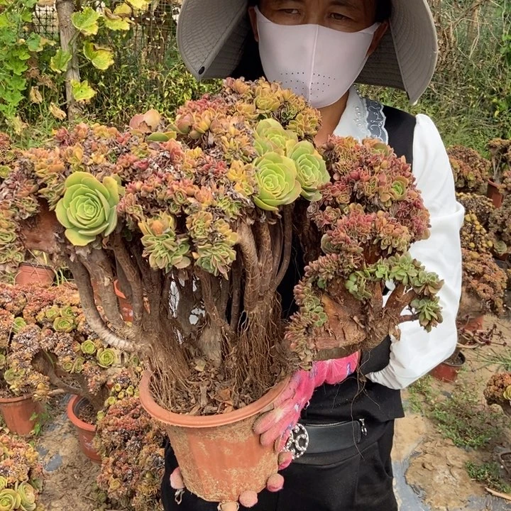 完***美016玫瑰缀化老桩老桩