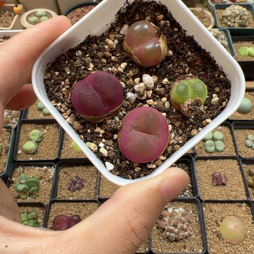 【闪购商品】27 开播福利