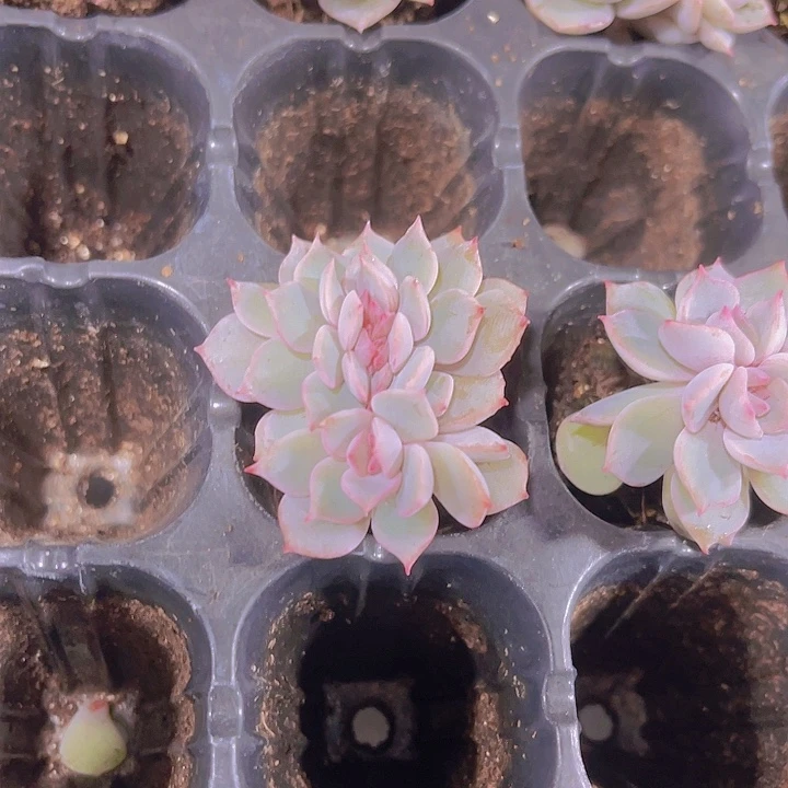 夜莺缀化满9.9包邮