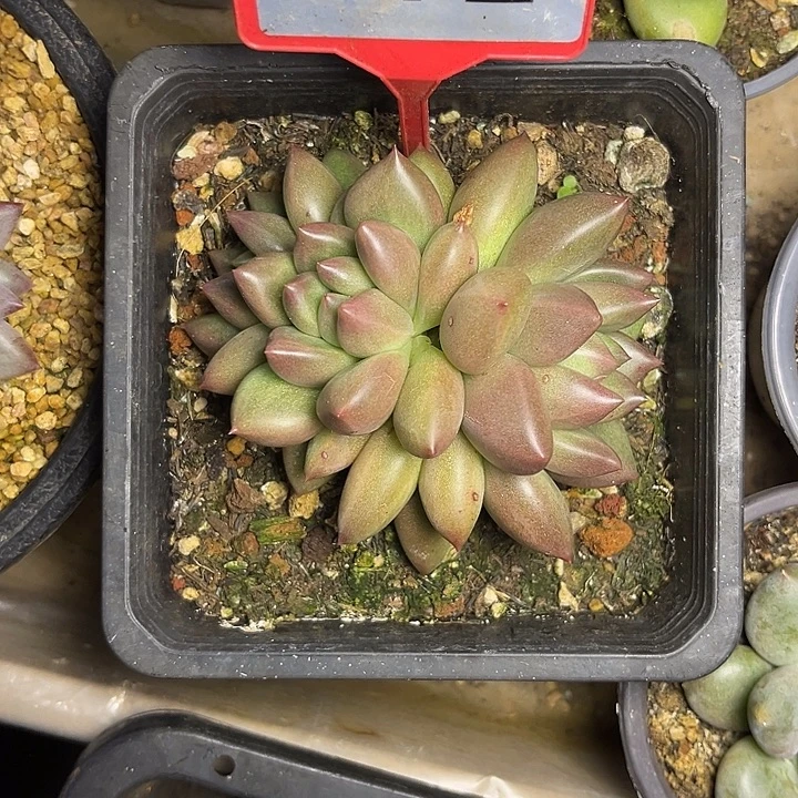 多肉植物米其林772