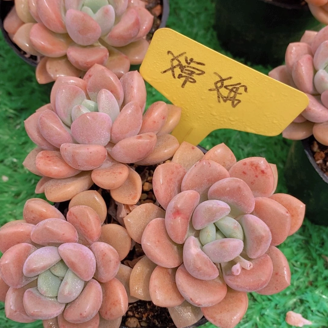 开心多肉，一物一拍