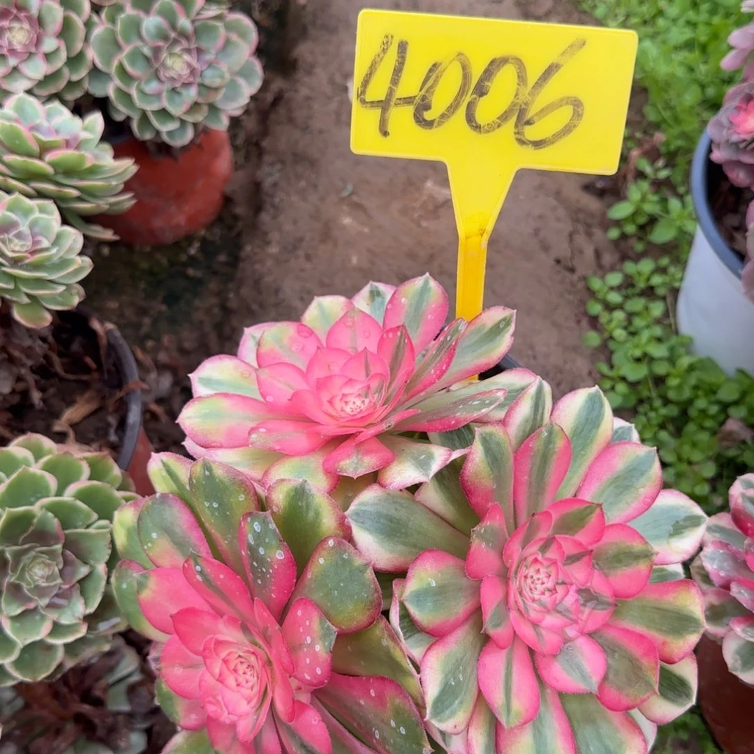 4006--荔枝多肉植物