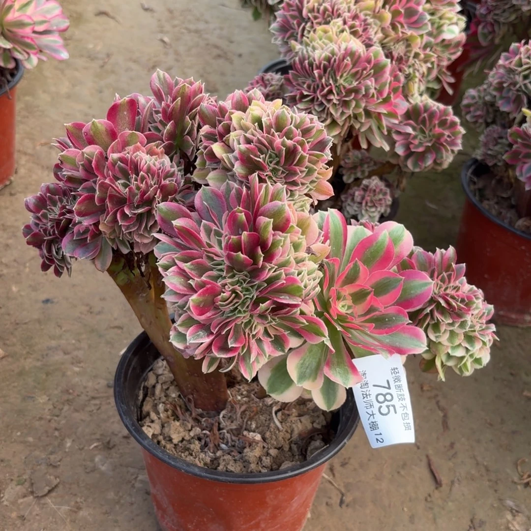 785粉女巫缀化多肉植物