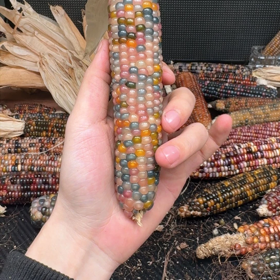 柏香籽/百香籽吊坠梦**天