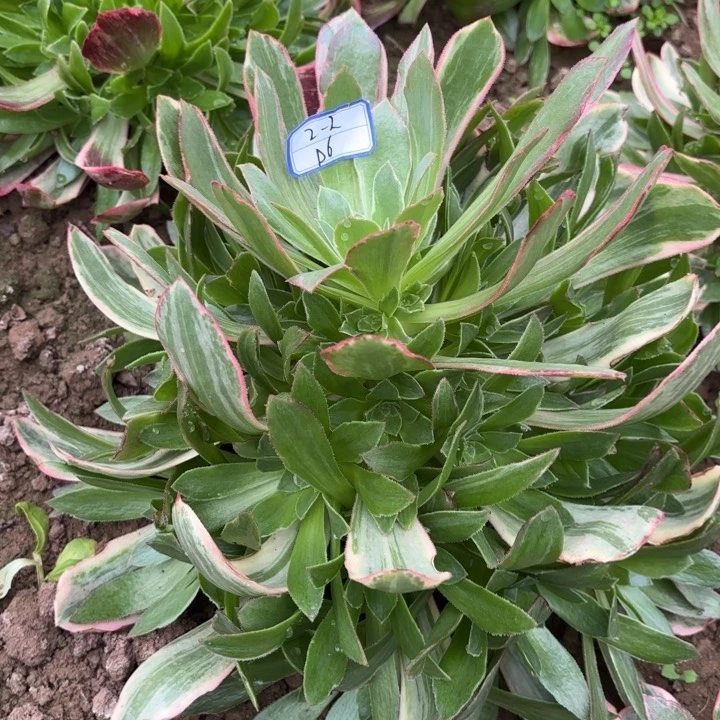 浣纱量拍一颗断枝不包