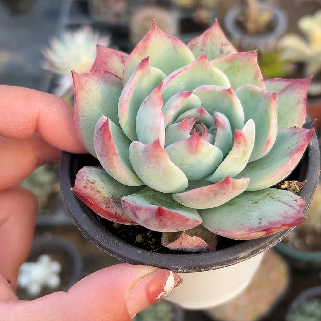 多肉植物惊鸿仙子