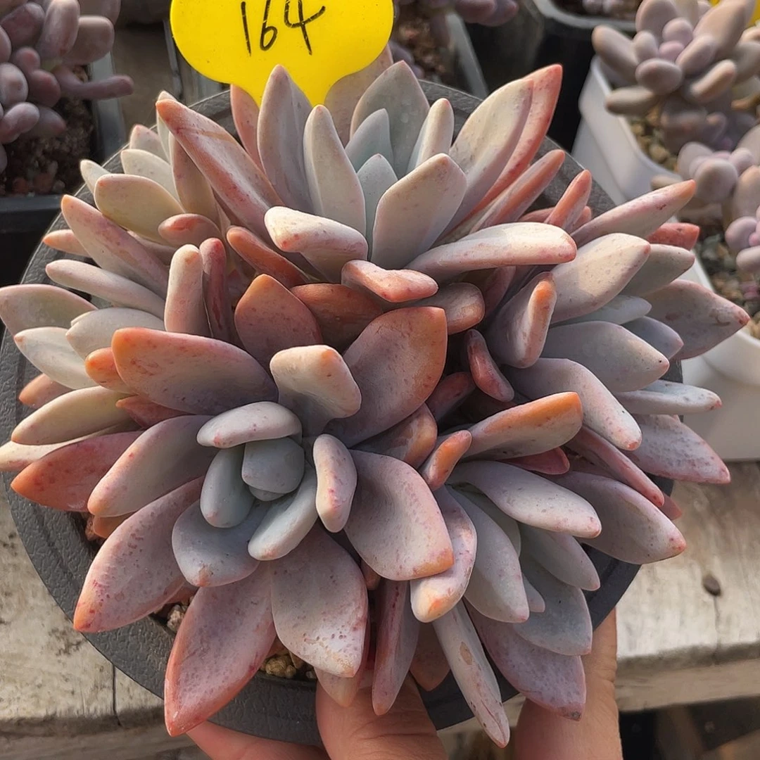 粉兔群生多肉植物164