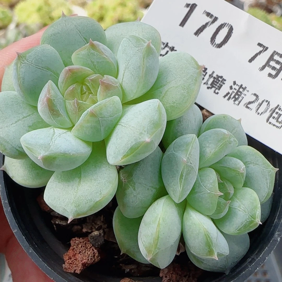 花语逸镜0729-170糖心