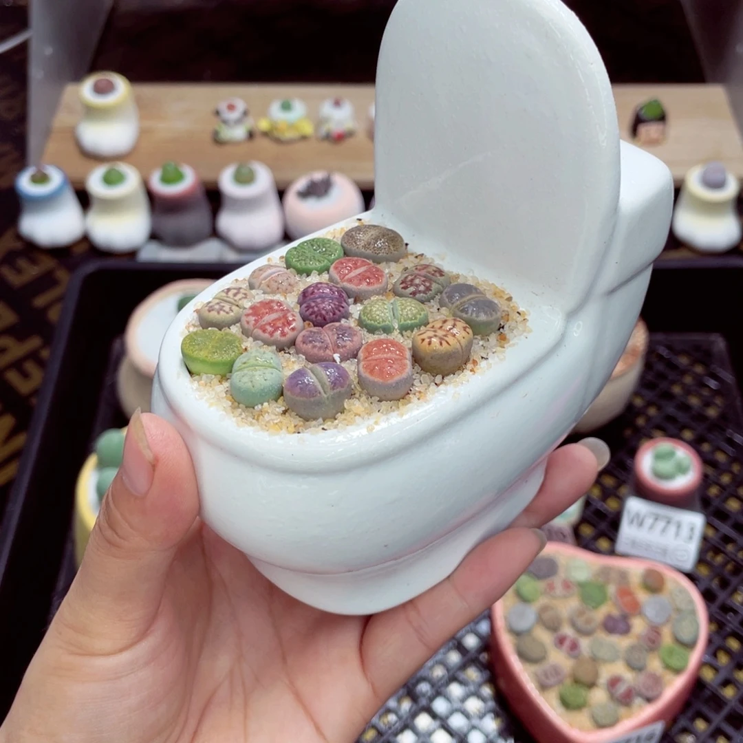 w7717 带盆土发货一物一拍