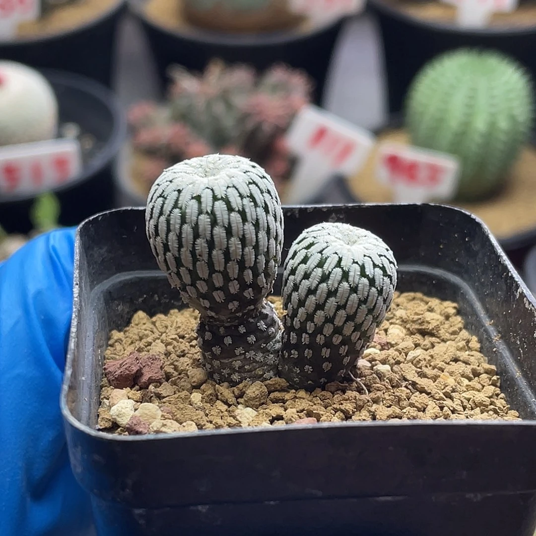 实生双头精巧殿仙人球