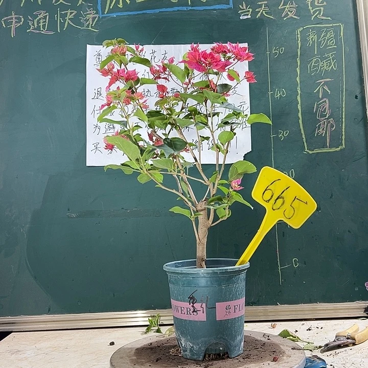 当前无花栽培后可以开花重瓣红 有破皮 665