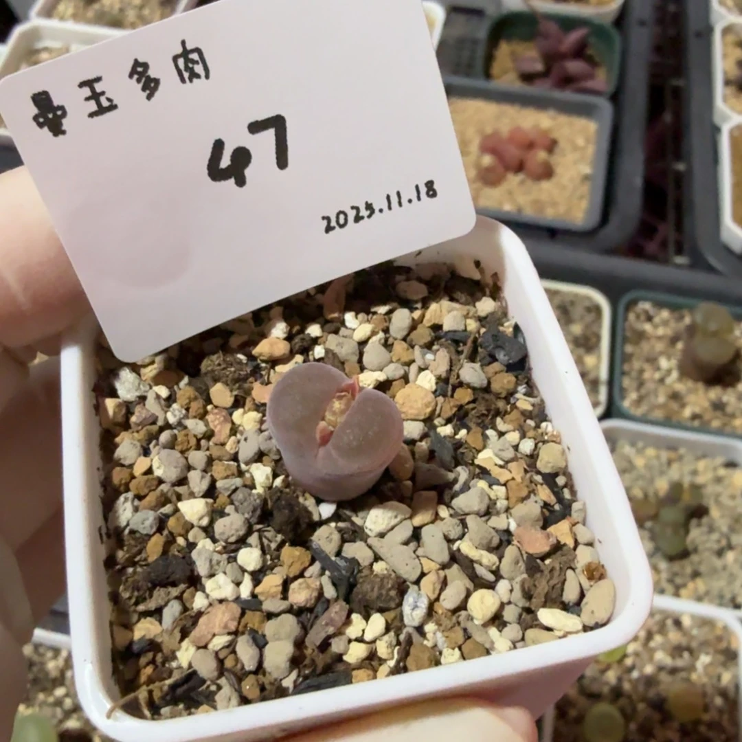 k***号多肉多肉多肉11.18-047