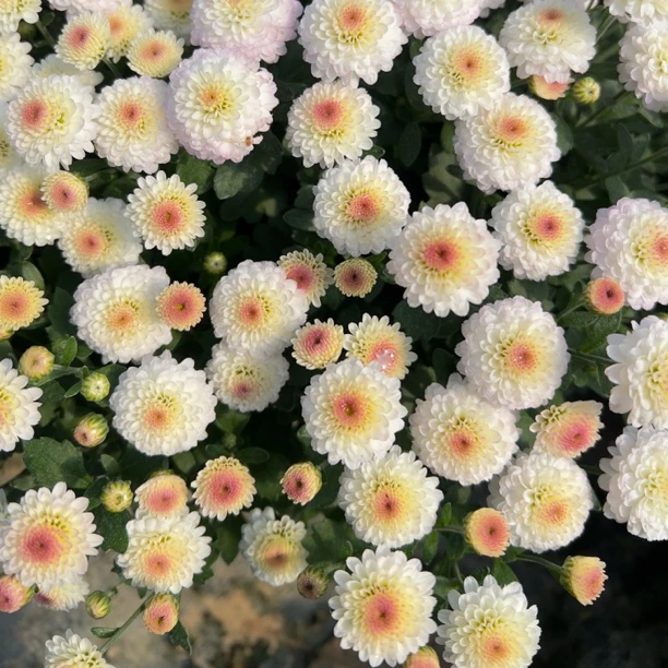 球菊 -- 猫眼荔枝  15cm育苗盆剪盆口原土发货
