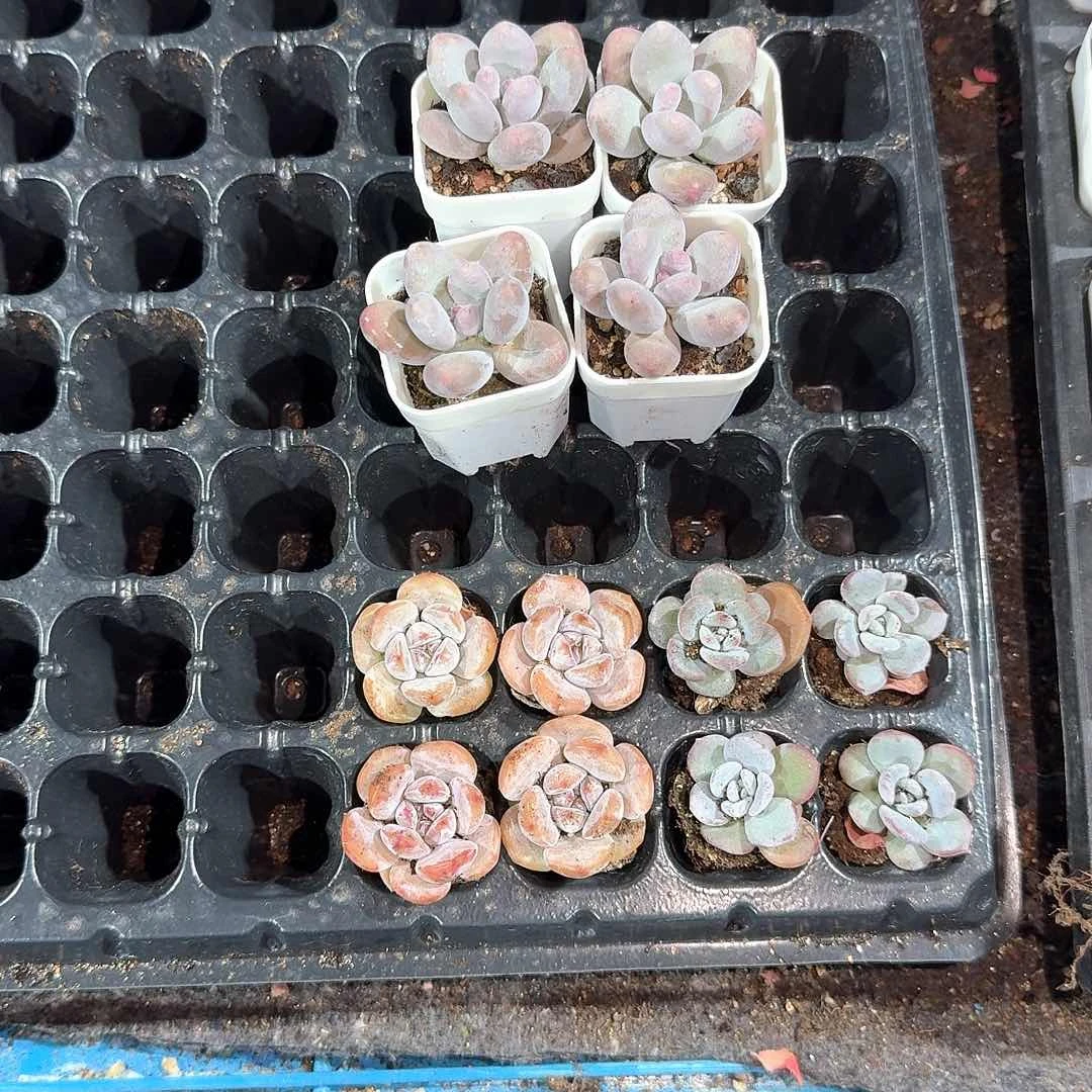 许姐一物一拍专拍