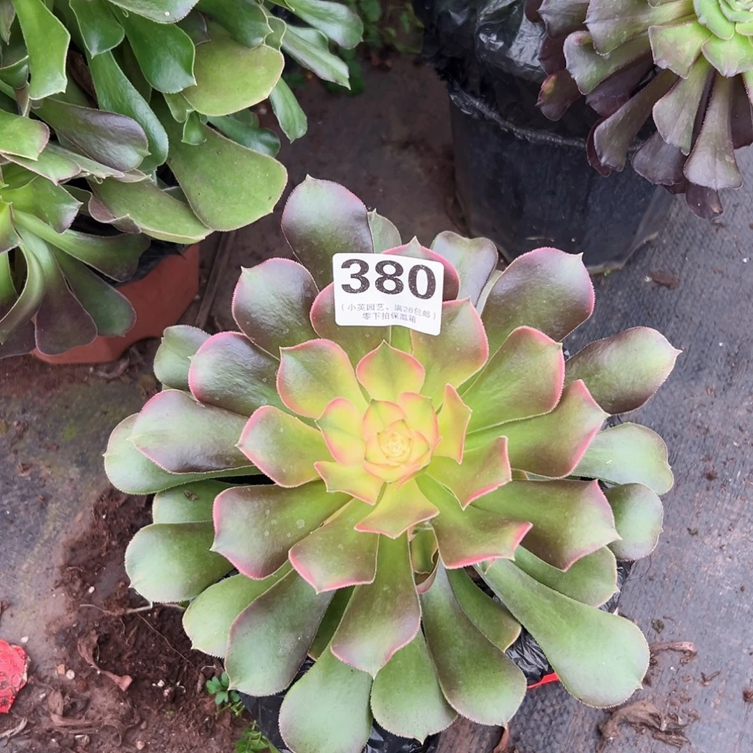 香妃、380多肉植物