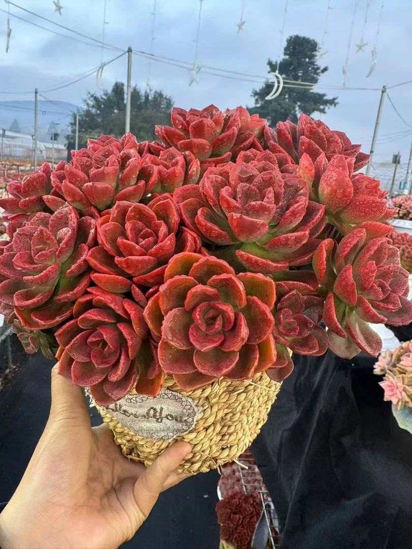 XS红酒玫瑰+草编篮 新手好养带盆栽好美观多肉植物秋季