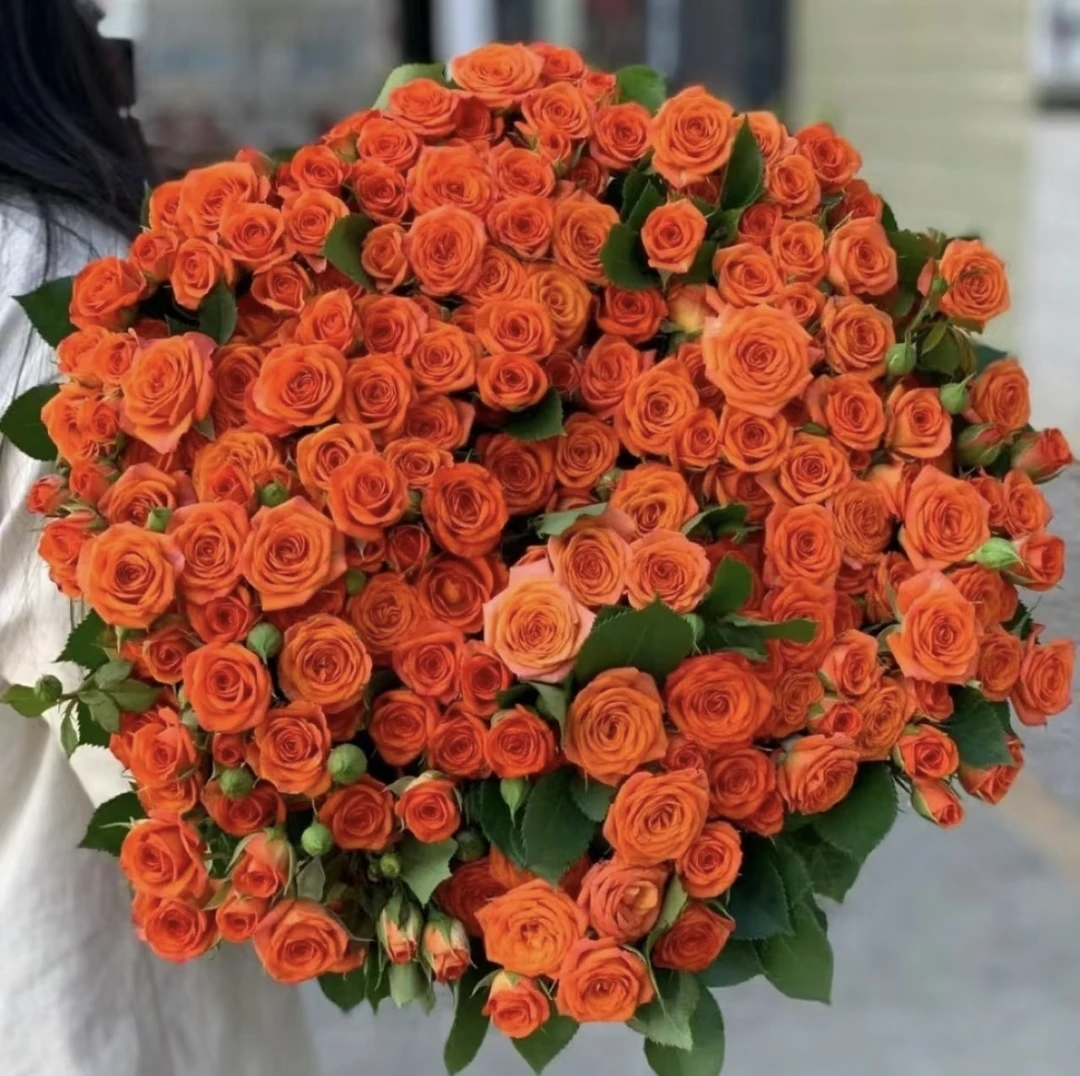 【橙色芭比】毕业季专属云南斗南多头玫瑰基地直发家用鲜花速递包邮