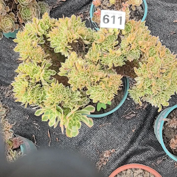 611缀化花花3-4花