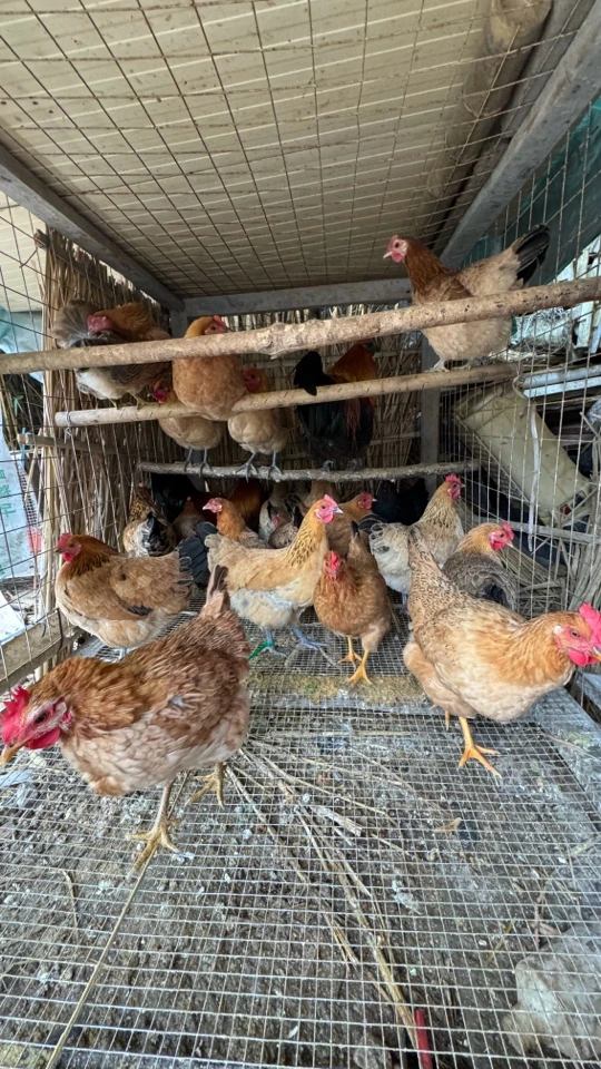 广西老品种10-11个月小本土项鸡-月子鸡——2-2.5斤