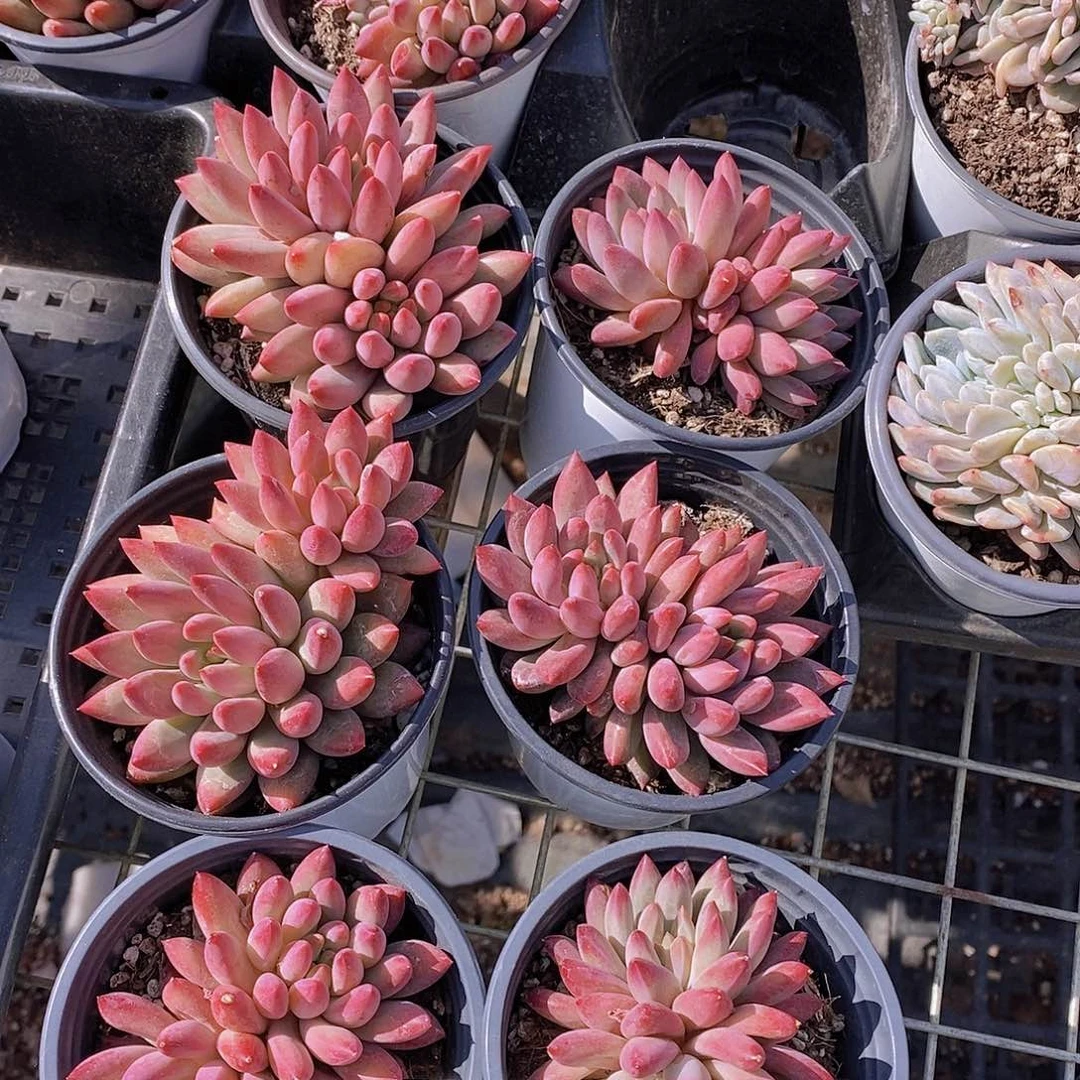 11-31 红虞美人双头一颗量拍