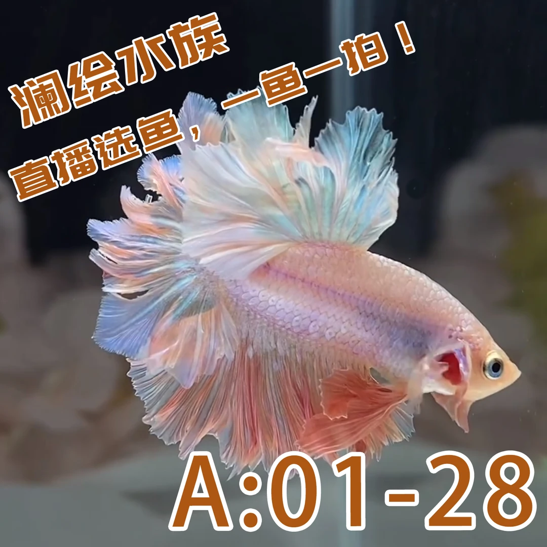 澜绘水族泰国精品斗鱼半月/将军/狮王/绣球等专拍