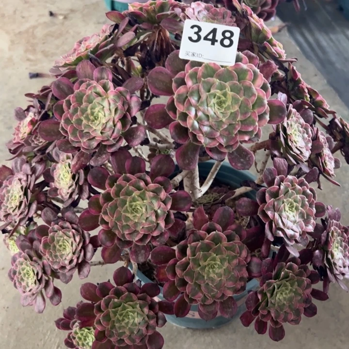348天合朵朵35厘米左右