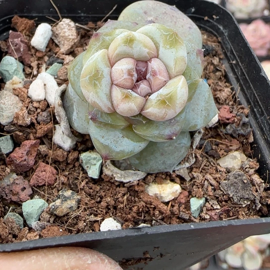 多肉小卡拉米糖心一物一拍