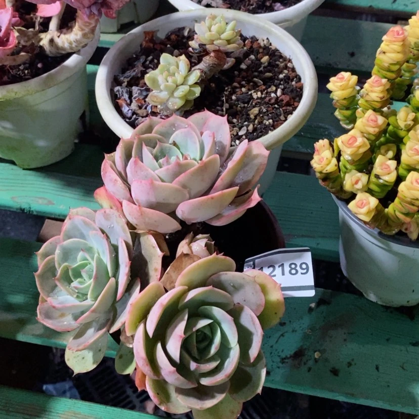 【闪购商品】蓝色苍鹭12189